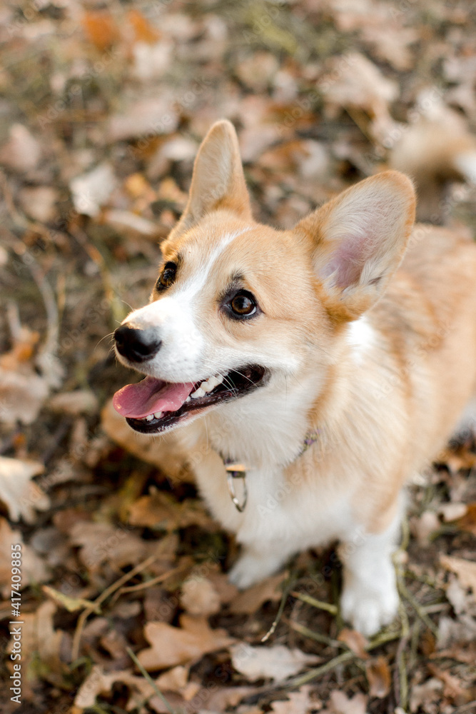 Portrait of a dog in park