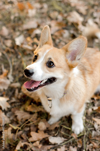 Portrait of a dog in park