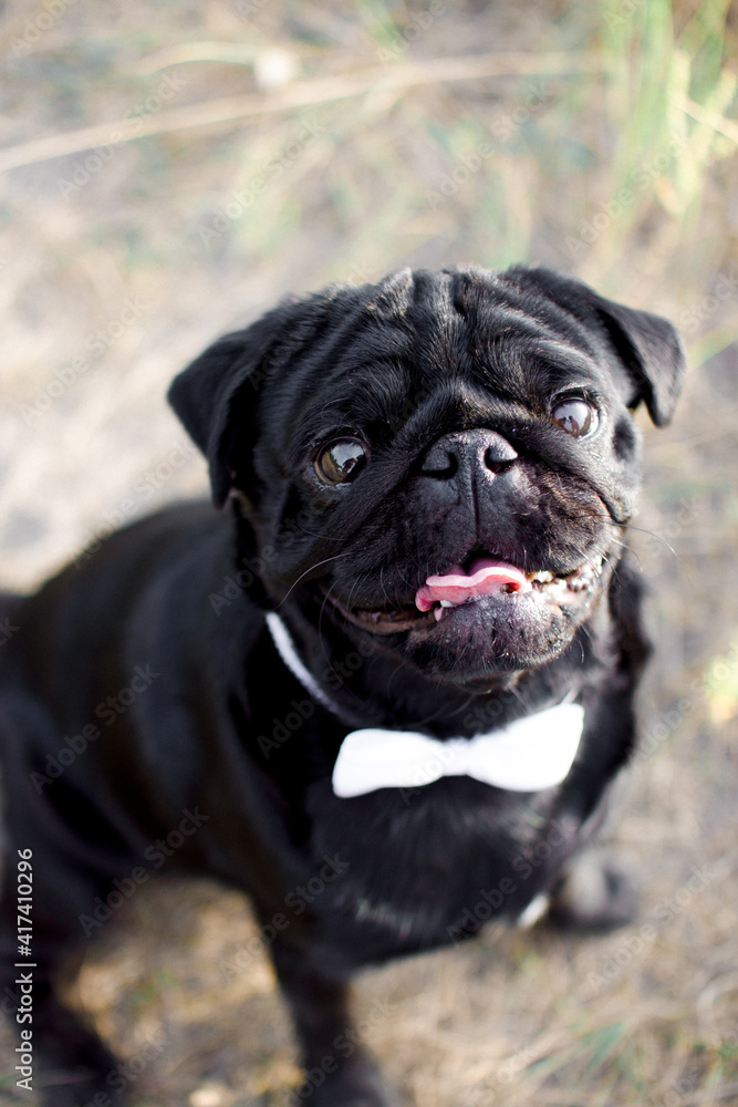 Portrait of a dog in park