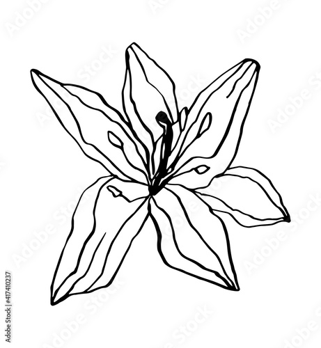 single vector illustration of a flower. Line art, doodle