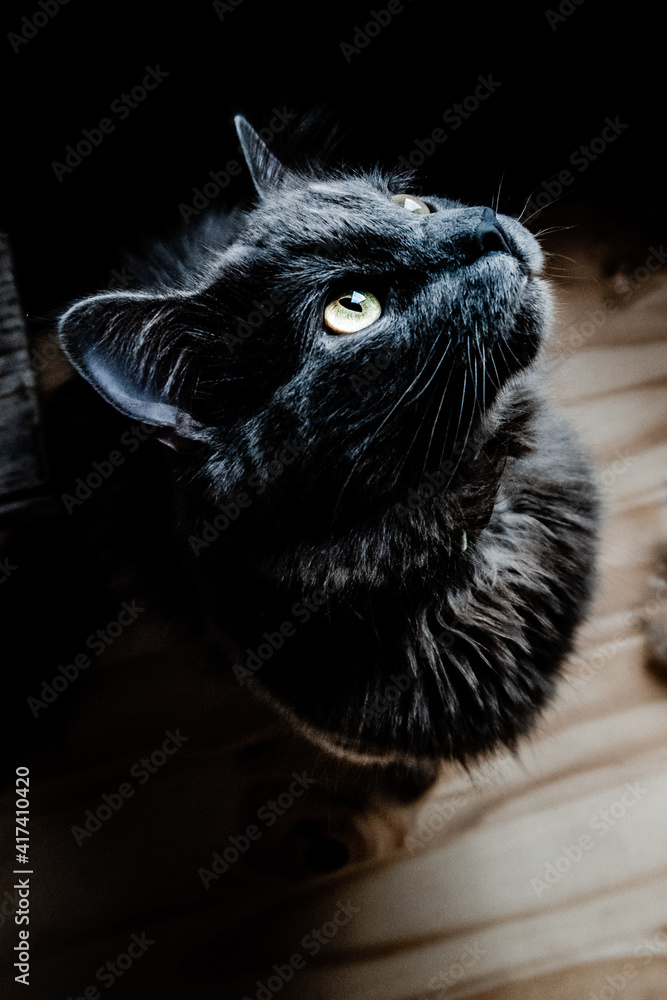 Vertical side portrait of a cute black cat