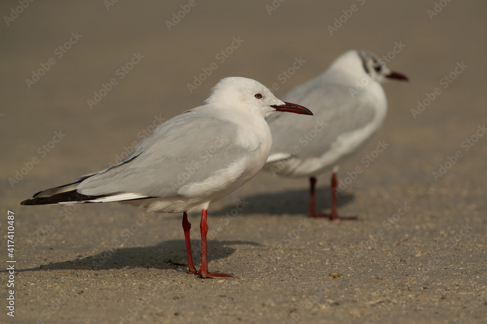 Sender-billed seagull and a black-headed gull in breeding plumage at Busaiteen coast, Bahrain Sender-billed seagull and a black-headed gull in breeding plumage at Busaiteen coast, Bahrain
