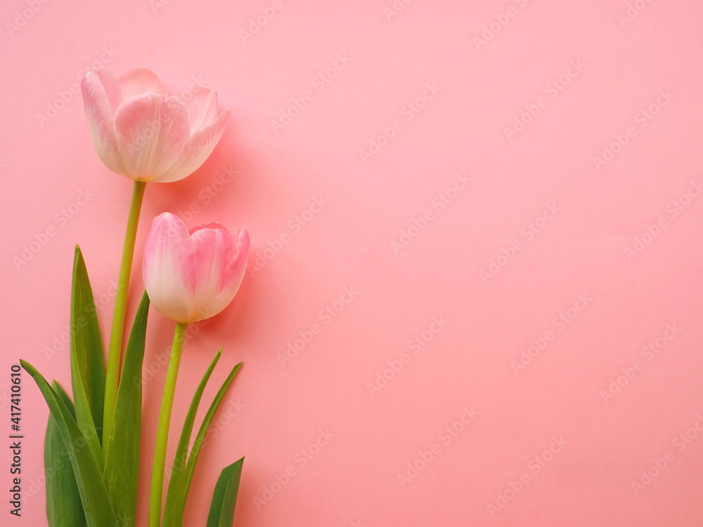 Fototapeta premium Two pink tulips on pink paper background