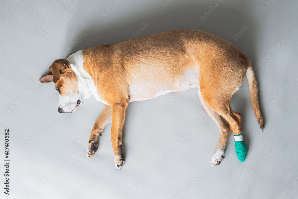 Dog lays on the side with leg in medical bandage. Wounded pets, trauma, hurt paw, veterinary concepts