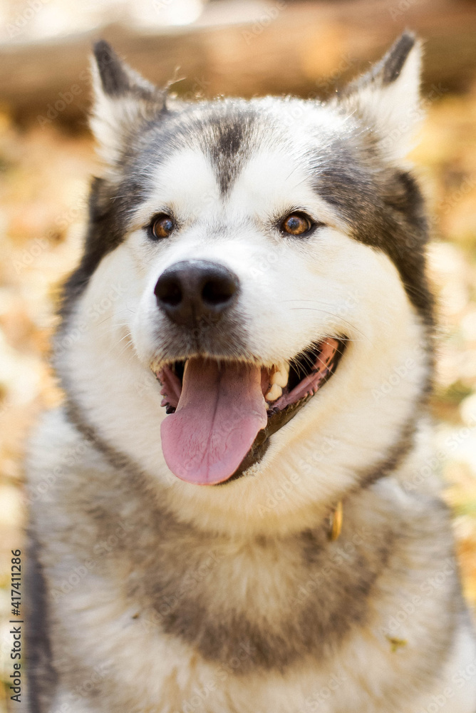 Portrait of a dog in park