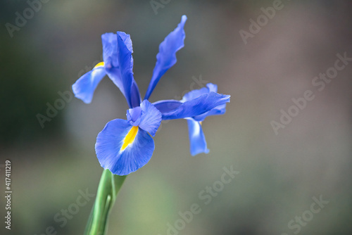 Slika na platnu Iris xiphium. Spanish Iris