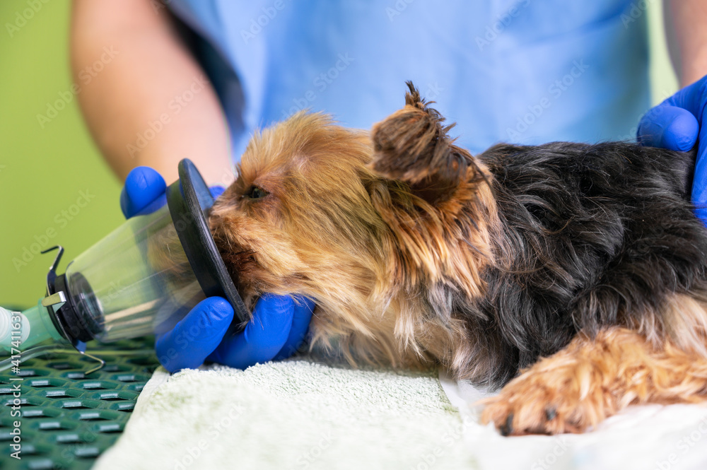 Preoxygenation technique in dog with oxygen mask. Veterinary Doctor  prepares dog for anesthesia. High quality photo Stock Photo | Adobe Stock