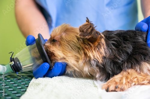 Preoxygenation technique in dog with oxygen mask. Veterinary Doctor prepares dog for anesthesia. High quality photo