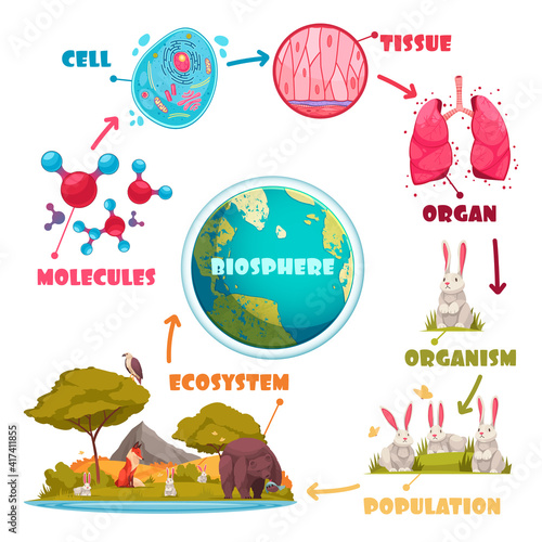Biological Hierarchy Cartoon Set