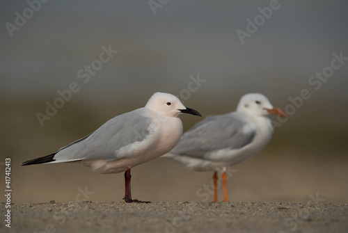 Sender-billed seagulls at Busaiteen coast, Bahrain