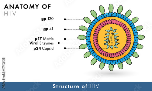 Biomedical illustration of human immune deficiency virus or HIV retro virus causes aids showing: gp 120 & 41. 