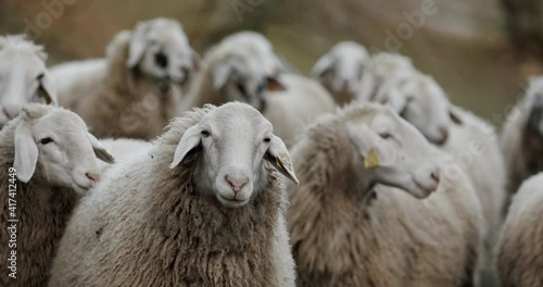 A herd of sheep standing on top of a field looking around in slow motion