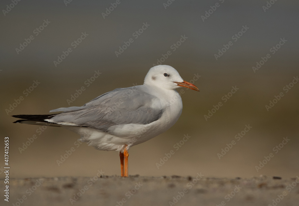 Portrait of a Sender-billed seagull at Busaiteen coast, Bahrain