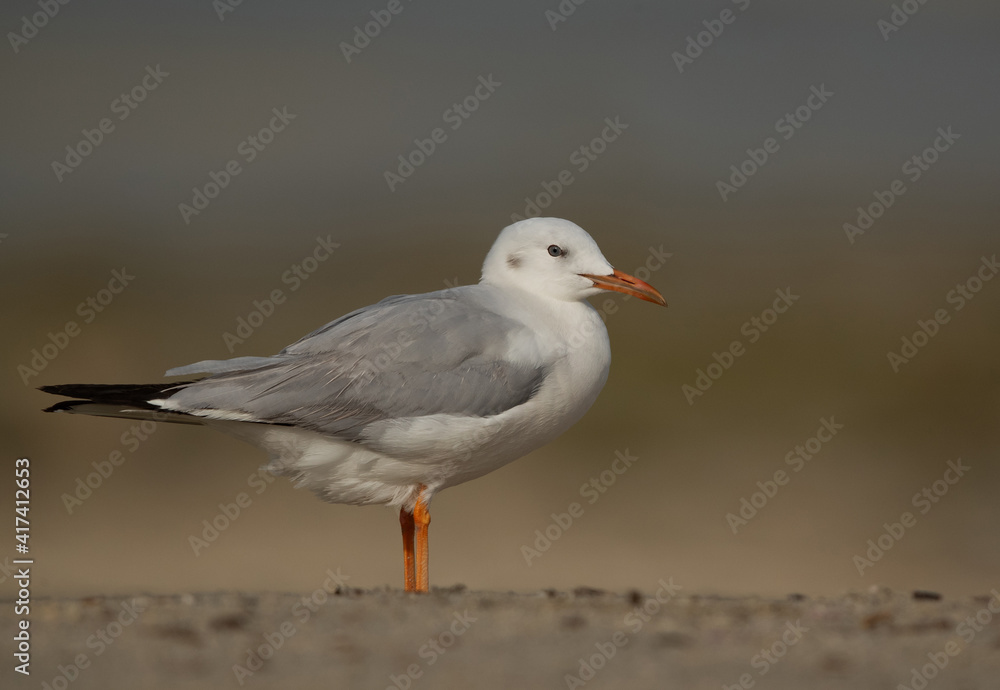 Portrait of a Sender-billed seagull at Busaiteen coast, Bahrain Portrait of a Sender-billed seagull at Busaiteen coast, Bahrain