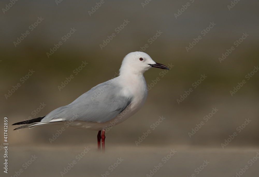 Portrait of a Sender-billed seagull at Busaiteen coast, Bahrain Portrait of a Sender-billed seagull at Busaiteen coast, Bahrain