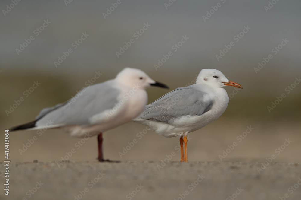 Selective focus on back. Sender-billed seagulls at Busaiteen coast, Bahrain Selective focus on back. Sender-billed seagulls at Busaiteen coast, Bahrain