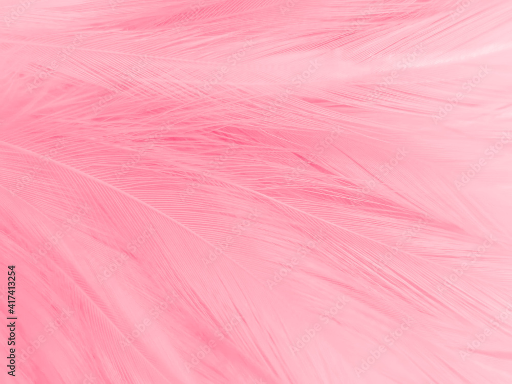 Beautiful abstract light pink feathers on white background, white feather frame texture on pink pattern and pink background, love theme wallpaper and valentines day Beautiful abstract light pink feathers on white background, white feather frame texture on pink pattern and pink background, love theme wallpaper and valentines day