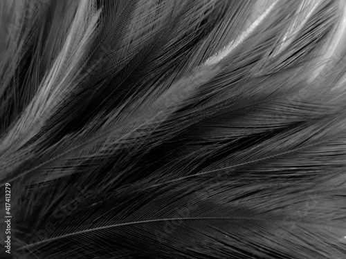 Beautiful abstract black feathers on white background and soft white feather texture on white pattern, dark theme wallpaper, gray feather background, black banners, dark texture © Weerayuth
