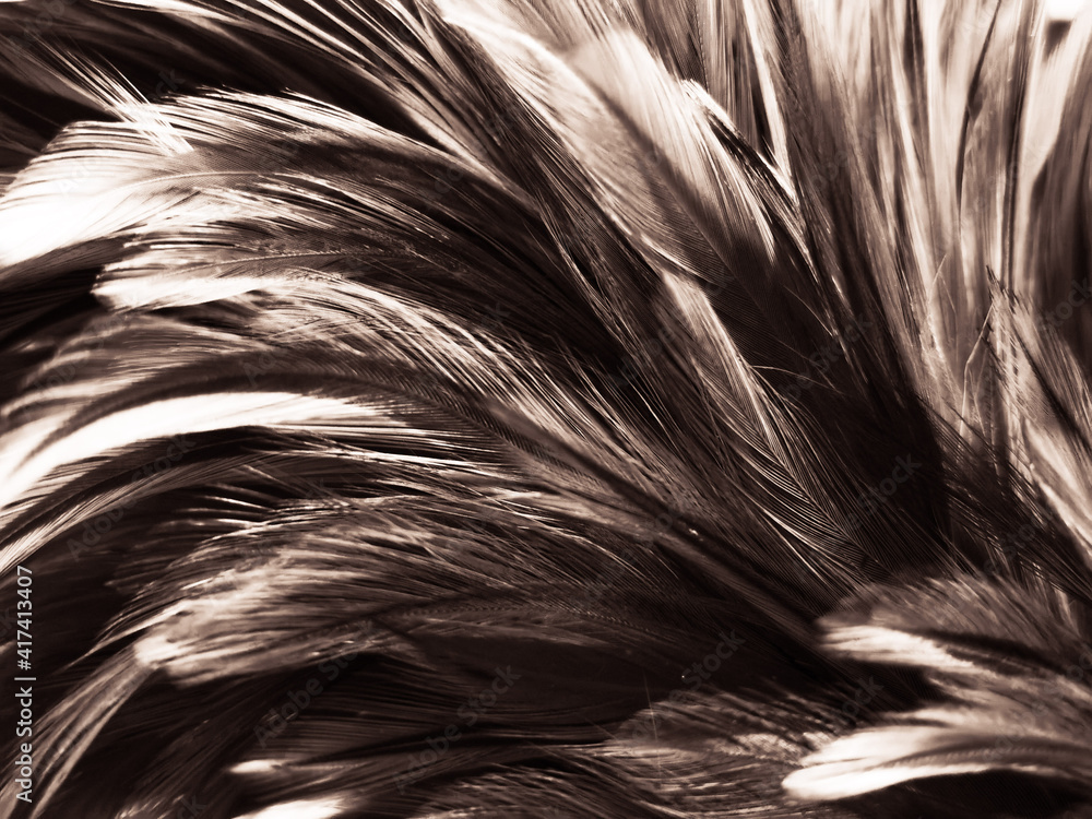 Obraz premium Beautiful abstract white and brown feathers on black background, soft yellow feather texture on white pattern and yellow background, feather background, gold feathers banners