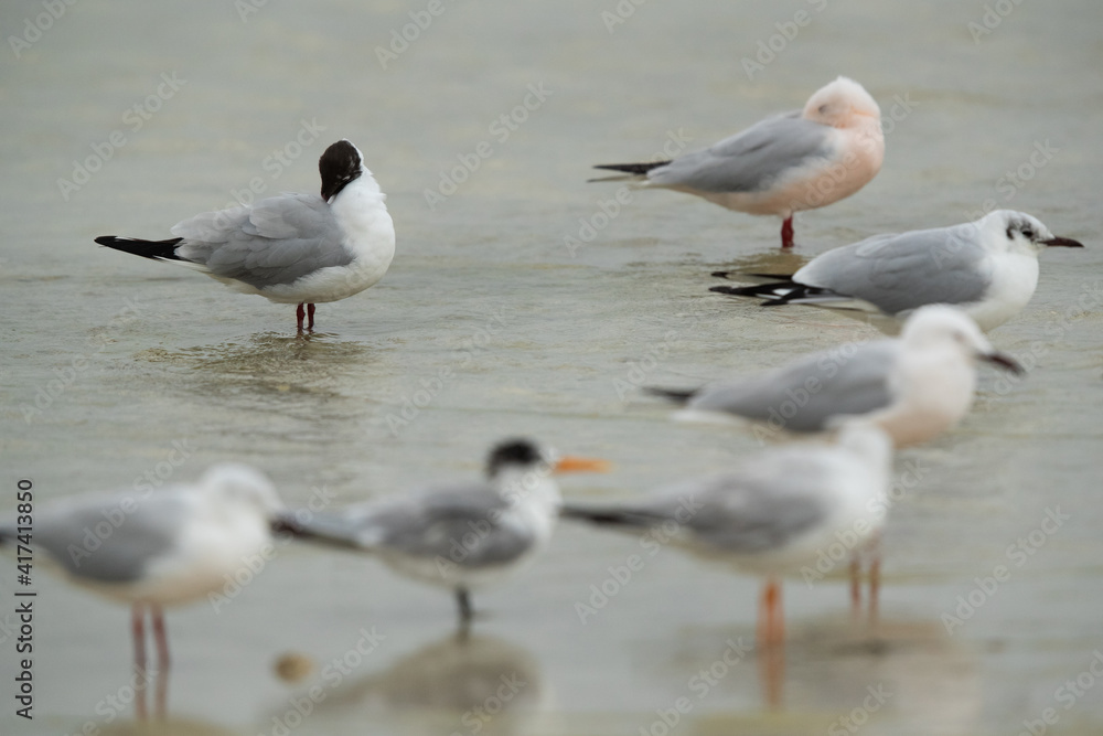 Selective focus on Black-headed gull preening at Busaiteen coast, Bahrain