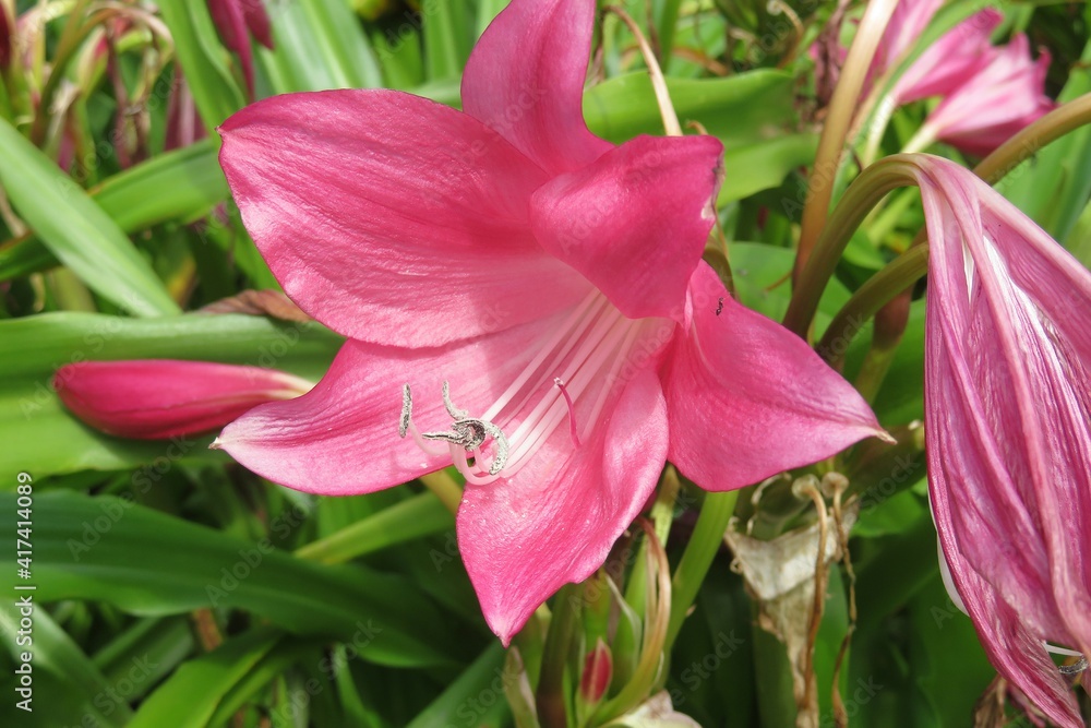 Beautiful pink lily flower in the garden, closeup