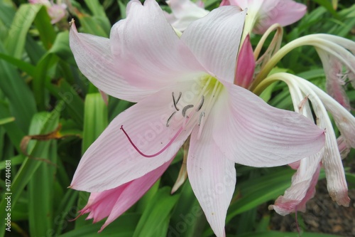 Beautiful pink lily in the garden, closeup