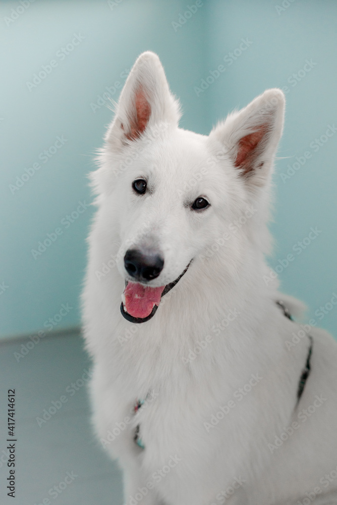 Portrait of a big dog playing at home Portrait of a big dog playing at home