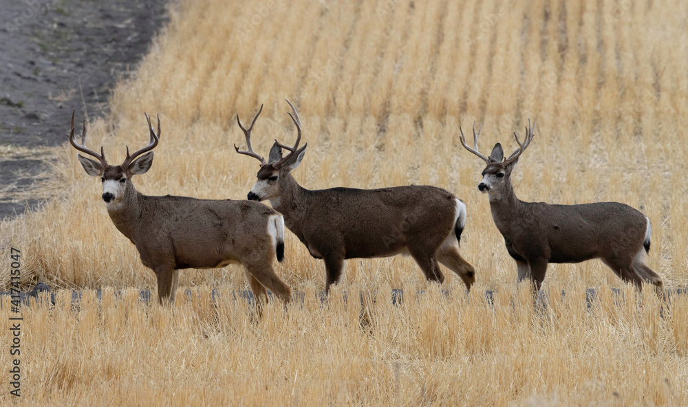 Obraz premium Deer in Field