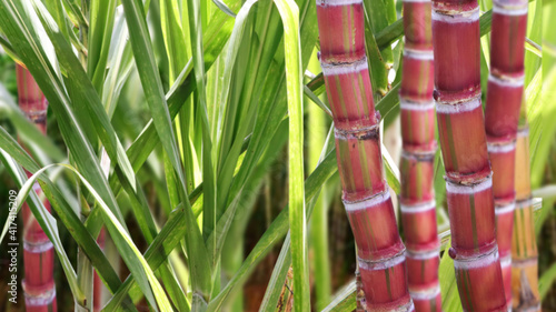 sugar cane, sugar, energy, food, sweetener, fuel, alcohol, cleaning product, distilled beverage 
