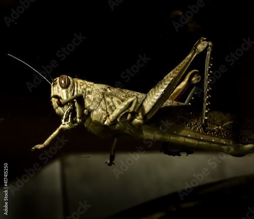 Billede på lærred Closeup shot of a grasshopper on a dark background