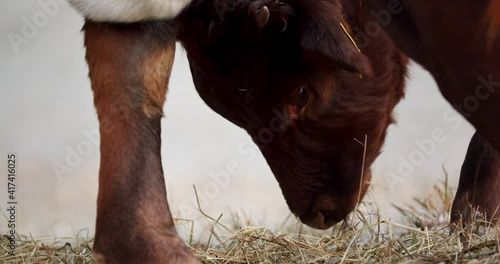 A close up of a cattle eating hay in the morning