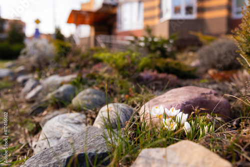 The first flowers in the spring in the city. Small flowers push through the grass and rocks.