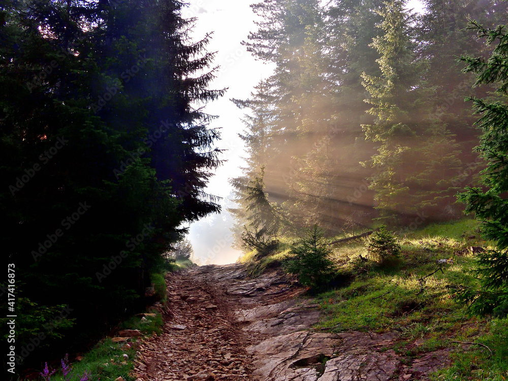 Obraz premium path in the woods