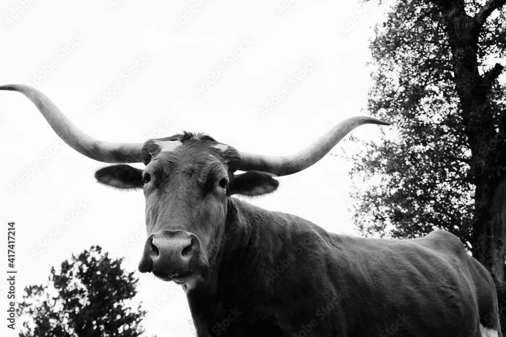 Naklejka premium Rustic black and white curious Texas longhorn cow portrait.