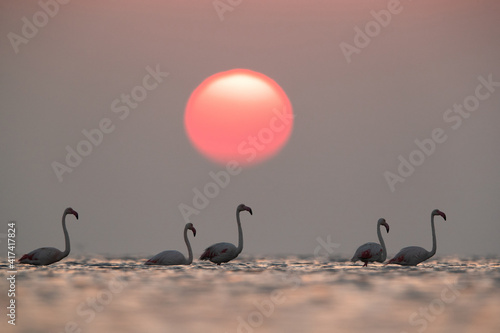 Greater Flamingos and dramatic sun at Asker coast  Bahrain