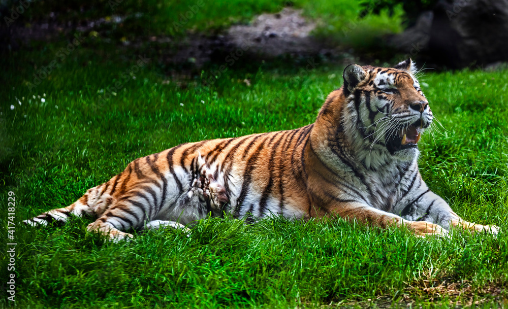 Siberian tiger female on the lawn. Latin name - Panthera tigris altaica
Siberian tiger female on the lawn. Latin name - Panthera tigris altaica