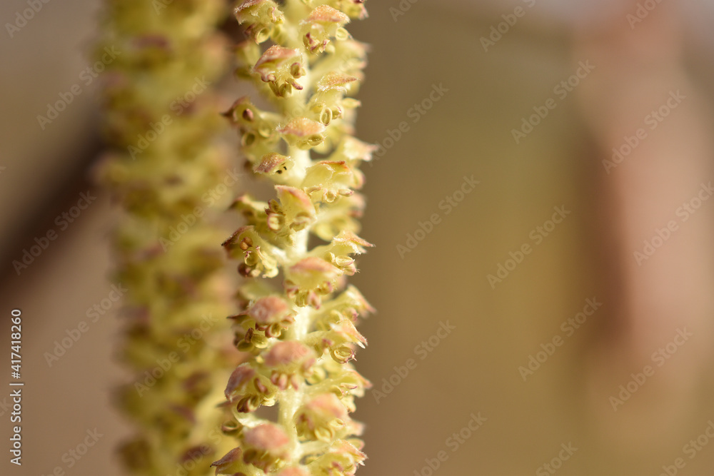 Blüte der Hasel, Corylus avellana, frisch aufgeblüht im Frühling, Spätwinter, Allergiker Blüte der Hasel, Corylus avellana, frisch aufgeblüht im Frühling, Spätwinter, Allergiker
