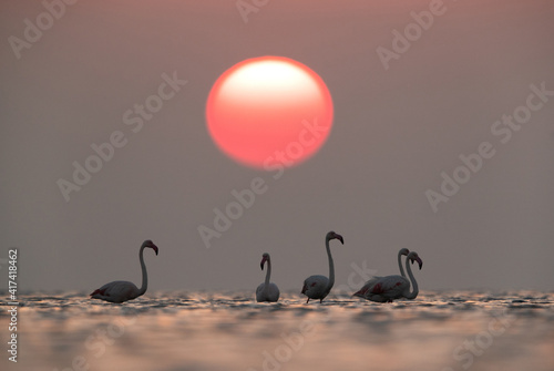 Greater Flamingos and dramatic sunrise at Asker coast of Bahrain