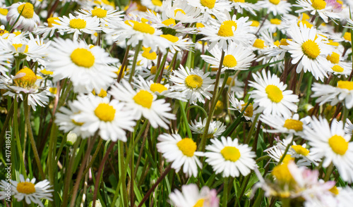 the beautiful and simple daisies