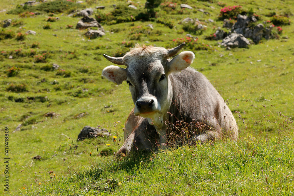 Rind liegt im Gras, Almwiese, Österreich, Europa