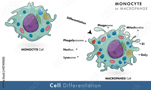Monocyte to macrophage differentiation process, immune phagocytic cell macrophage formation from monocyte cell: biomedical vector illustration 