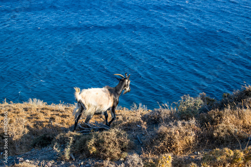 goat in the mountains