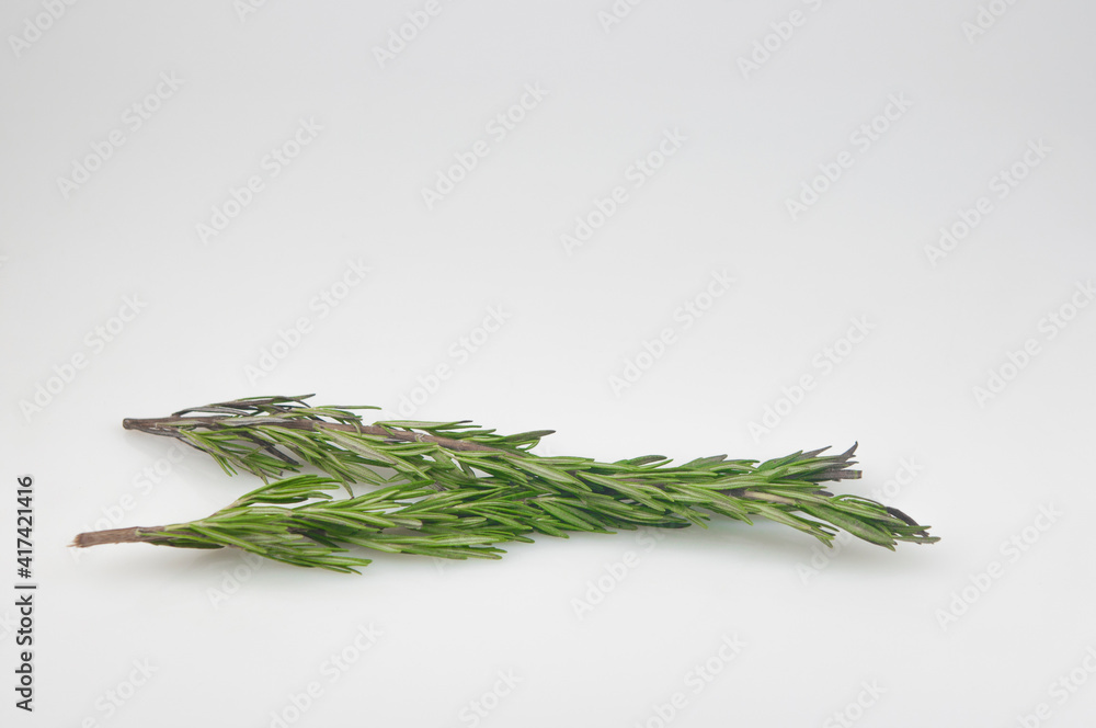 Fototapeta premium branch garden rosemary on white background with copy space