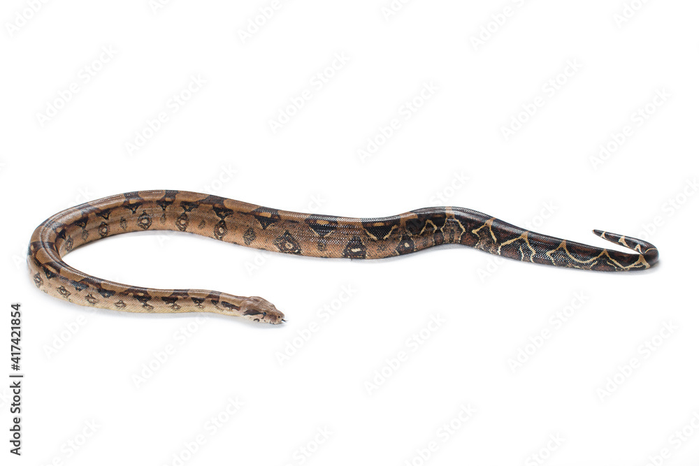 Brown boa constrictor on white background Brown boa constrictor on white background