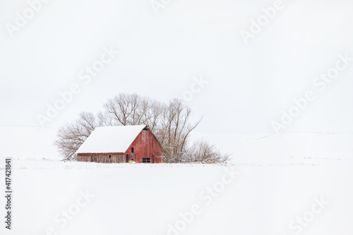 Original winter photograph of an old red barn with barren trees lost in a snowy white background with snow on the ground and a white sky