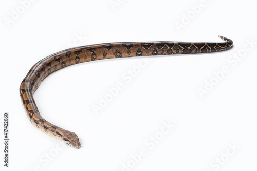 Brown boa constrictor on white background