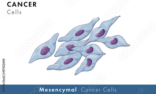 illustration of Mesenchymal cancer cells.