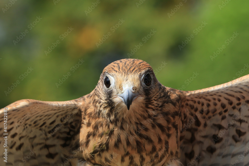 Fototapeta premium rapace