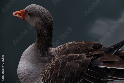 Pato