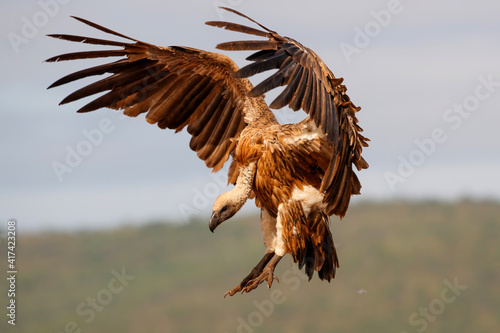 White backed vulture flying before landing in Zimanga Game Reserve in Kwa Zulu Natal in South Africa photo